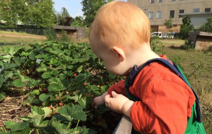 Die Helle Oase - Spielplatz - Kind pflückt Erdbeeren am Hochbeet