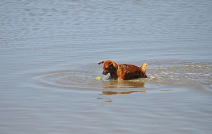 Babyschwimmen - 9. Tag - Hund mit Ball im Wasser